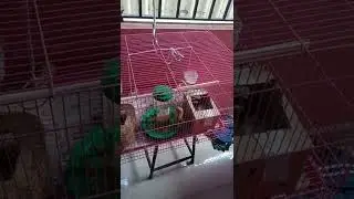 love bird play