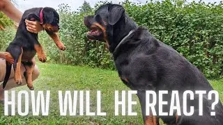 Rottweiler Meets Our New Rottweiler Puppy For The Frist Time !