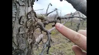 Cięcie zimowe - czy warto pracować nad starymi nasadzeniami?