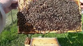 Breeding queens without orphaning. First unsuccessful experience