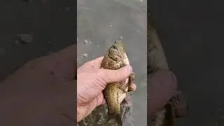 На рыбалке выпускаю рыбу карась №3 