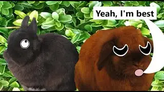 Rabbit is best