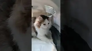 Лорик. Поехали в клинику.