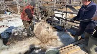 Кастрация Патрика моего охотничьего коня
