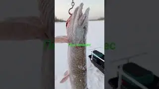 на жерлицы щука