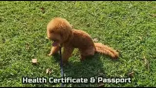 Poodle Puppy in Dubai
