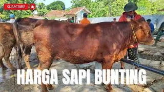 SAPI BUNTINGAN SUPERAN