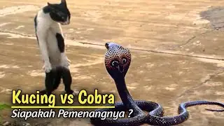Merinding !!! Pertarungan Sengit Kucing Versus Ular