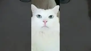 Силён как бык...💪