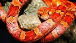 Free sound effect Snake hiss sound effect, Snake Hiss Python Hiss SOUND EFFECT