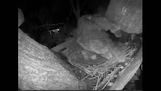 Great Horned Owl Egg 2 Jan 16 2022