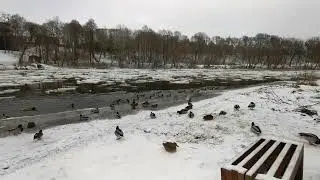 Ducks during winter on ice