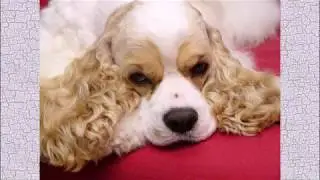 Hunting dogs The coolest dog breeds 