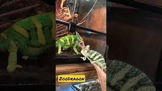 Драка хамелеонов. Самцы хамелеонов при встрече. Йеменский хамелеон нападает.