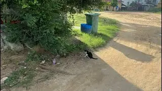 #cat living in pagoda