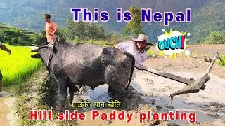 Village hill side Paddy planting in Nepal, Gauma Dhan ROPDAE🇳🇵 #agricultureinnepal