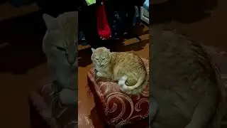 Сделал Эдит со своим котом))