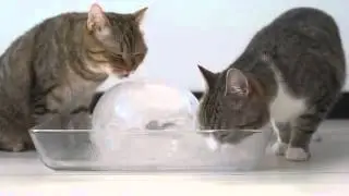 Коты и ледяной шар   Cats and ice ball