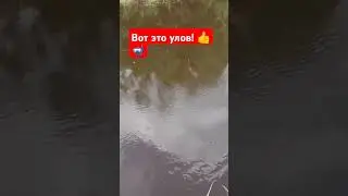 Вот это улов 👍🤿 #юмор  🐟