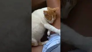 #fatcat