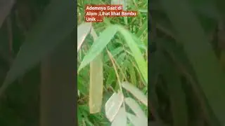 Saat Bolang Ke Alam #putuwawangc #bambuunikbertuah #bambucombong #bambupetukasli #adadishorts