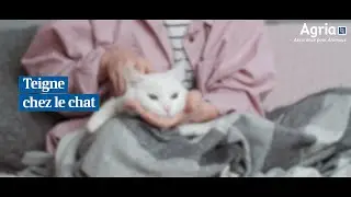 AGRIA - La teigne chez le chat