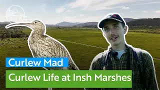 Visit the best place in Scotland for breeding Curlews