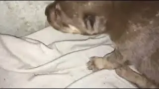 puppy crying / cute puppies
