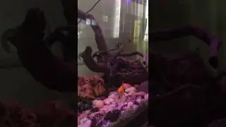 Ece öz geçer geçer