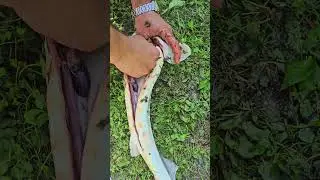 Тайное место рыбалки осетра и не только! А для хозяек - как удалить визигу из осетра.