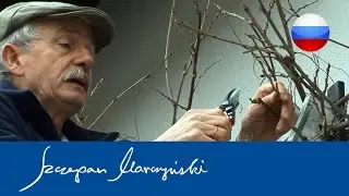 Wisteria - весенняя обрезка глицинии