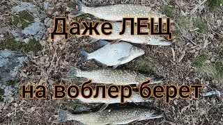 ДА да, даже лещ ловится на воблер. Апрель 2020.