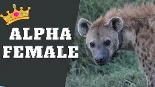 How Waffles the Hyena Went From the Bottom to Alpha of Her Clan | True Story