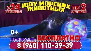 Цирк Белиссимо приезжает в Балашов