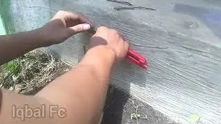 Cara buat bibit jeruk agar cepat berbuah | Teknik Sambung Pucuk Jeruk