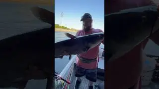 Big catfish from the turbine hole #shorts