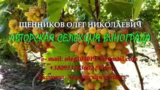 Этот виноград прошел через ноябрьские заморозки !