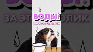 Нельзя ограничивать собаку в воде!