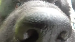 Big noses and lots of kisses for the camera