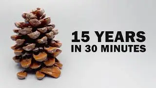 I Filmed Plants For 15 years | Time-lapse Compilation