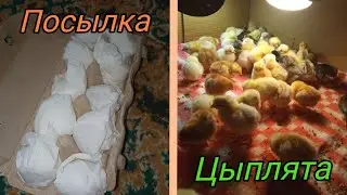 Цыплят отвезли бабушке. Пришла посылка с яйцами кохинхинов.