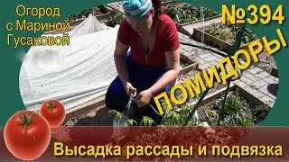 Томаты высадка рассады в открытый грунт. Подвязка помидор в открытом грунте