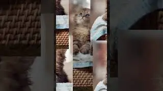 #милые#котики#пушистики#топ#лучшее#