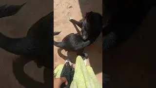 Angni ongkatjokode biade grapaia dake☺☺