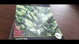 #хоста