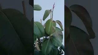 Dejé un #FICUS a pleno sol y rebrotó!!
