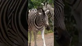 5 Interesting Facts About Zebras #shorts