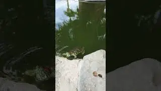 The turtle pond at the UofA is so peaceful.