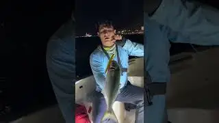 MAKET YEM İLE LÜFER AVI
