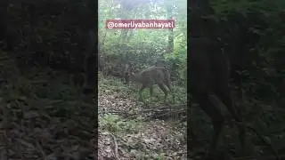 İstanbul da Karaca Görüntüleri #fotokapan #deer #nature #omerliyabanhayati #wildlife